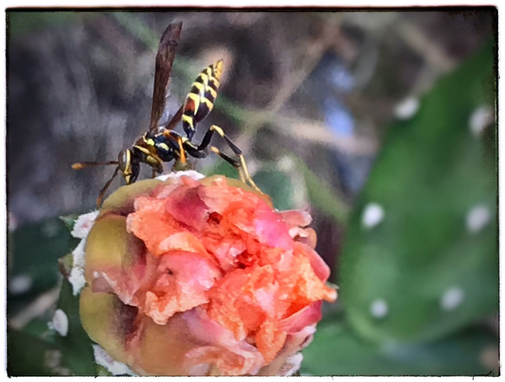 The Wasp and the Cactus Flower